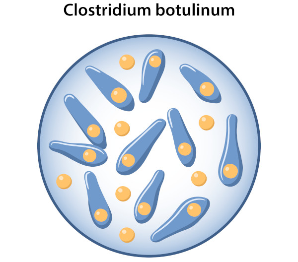 Ilustração das bactérias Clostridium botulinum, em formato de bastão, e algumas esferas dentro de um círculo.