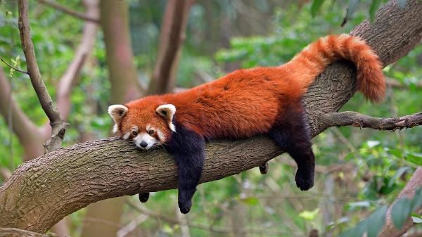Panda-vermelho deitado no galho de uma árvore.