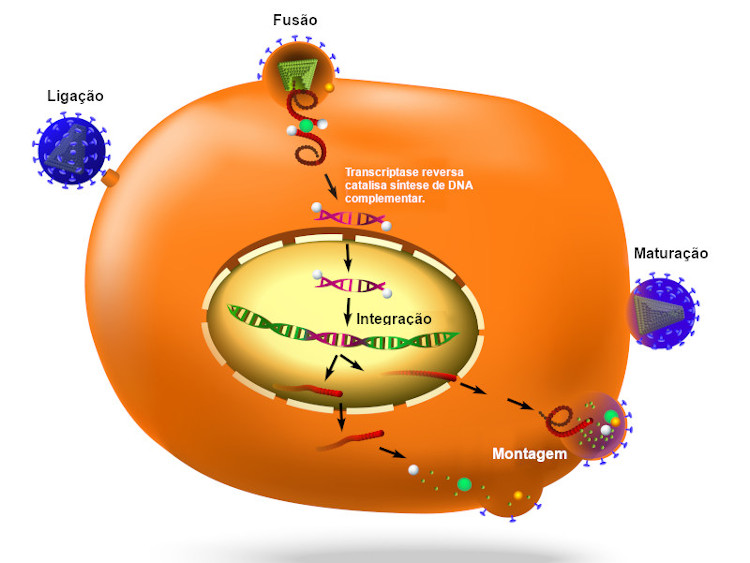 Ilustração do ciclo replicativo do vírus HIV, um retrovírus.