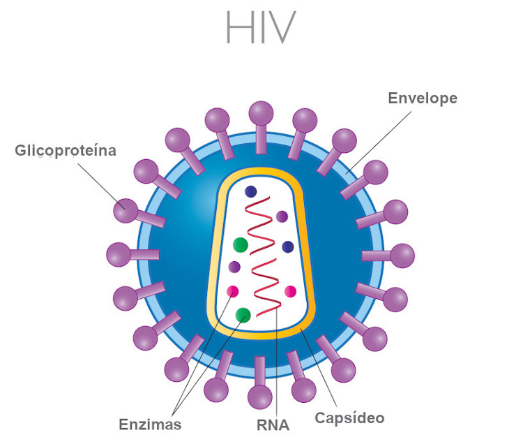 Ilustração da estrutura de um retrovírus no exemplo do vírus HIV.