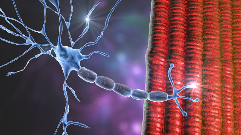 Ilustração 3D de um neurônio conectado ao músculo, região onde age a toxina produzida pelo Clostridium botulinum.