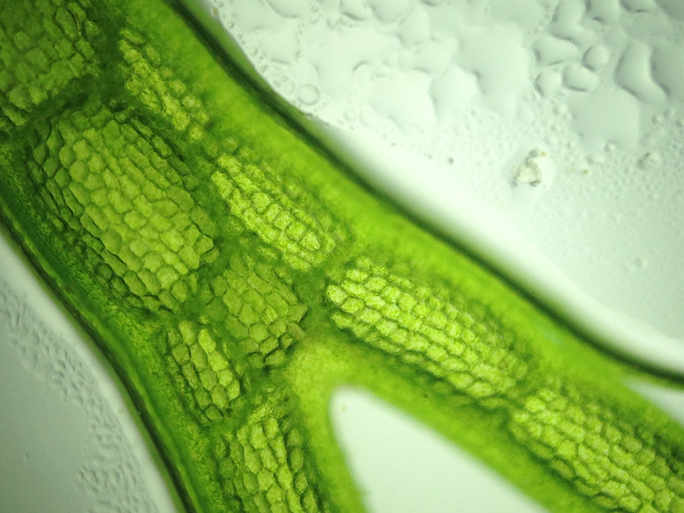  Ilustração 3D da visão microscópica de uma alga, um tipo de organismo estudado na microbiologia.