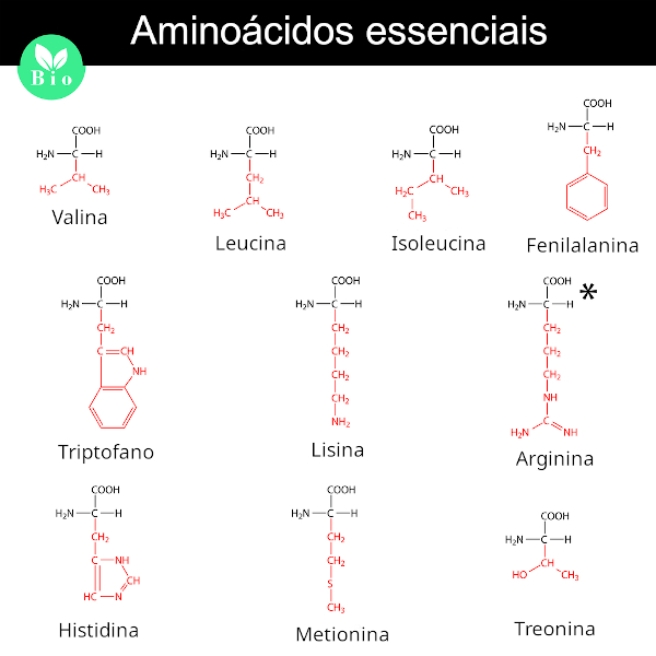 Lista com os aminoácidos essenciais.