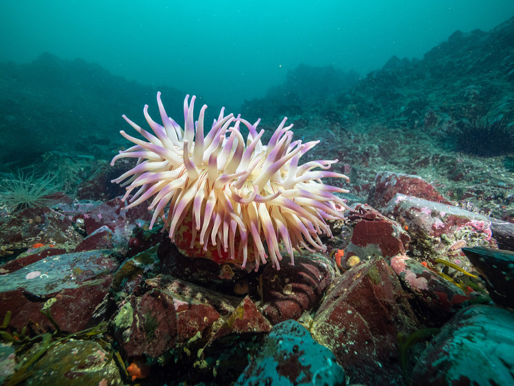 Anêmona mutável em um recife rochoso, representando os cnidários. 