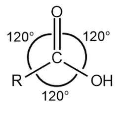 Ângulos de 120° entre as ligações da molécula de um ácido carboxílico.