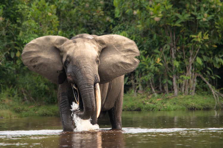 Elefante na Floresta do Congo, uma floresta equatorial localizada na Ásia.