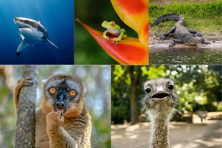 Exemplos de animais vertebrados.