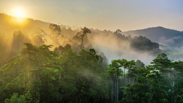 Floresta de Bornéu como exemplo de floresta equatorial, tipo de floresta presente nas regiões mais quentes e úmidas da Terra.