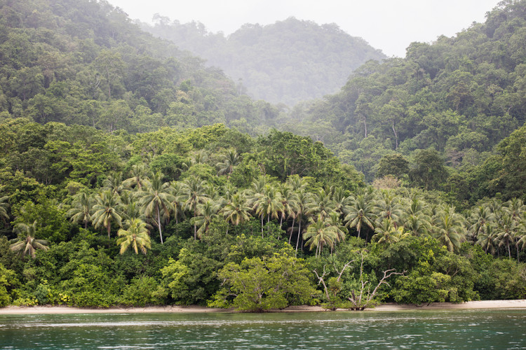  Floresta da ilha de Nova Guiné, localizada em parte da Papua-Nova Guiné e da Indonésia, como exemplo de floresta equatorial.