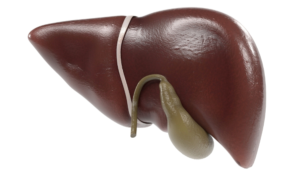 Ilustração 3D de um fígado humano e da vesícula biliar, órgão onde fica armazenada a bile.