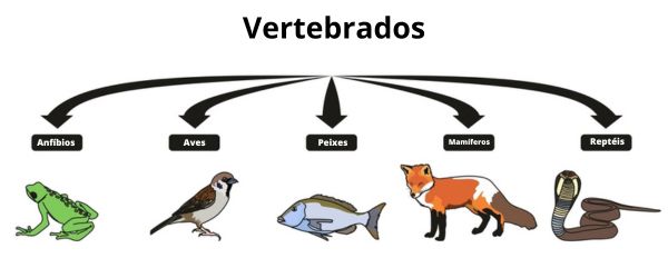 Ilustração indicando os grupos de animais vertebrados: peixes, anfíbios, répteis, aves e mamíferos.