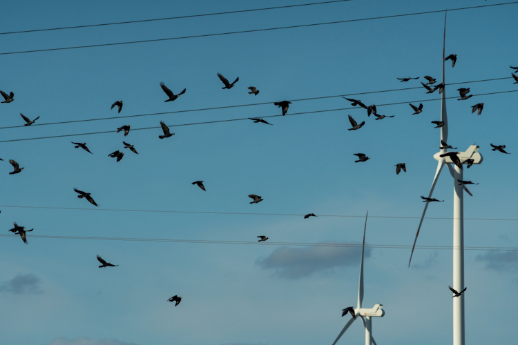 Pássaros voando próximo a turbinas que geram a energia eólica.