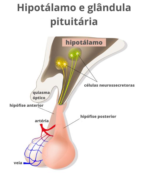 Esquema ilustrativo de como os hormônios do hipotálamo são liberados na corrente sanguínea.