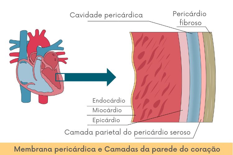 Representação do pericárdio e das camadas da parede do coração.