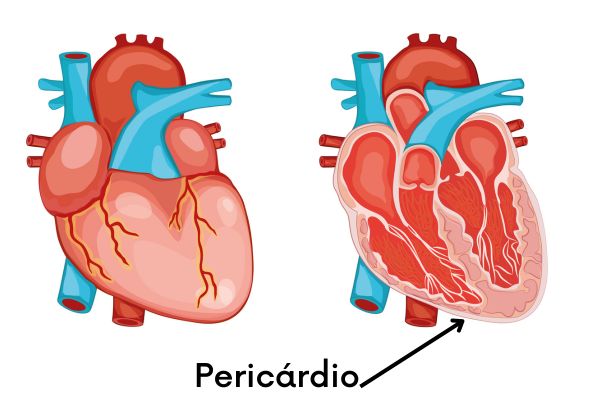Representação da anatomia do coração, com destaque para o pericárdio.