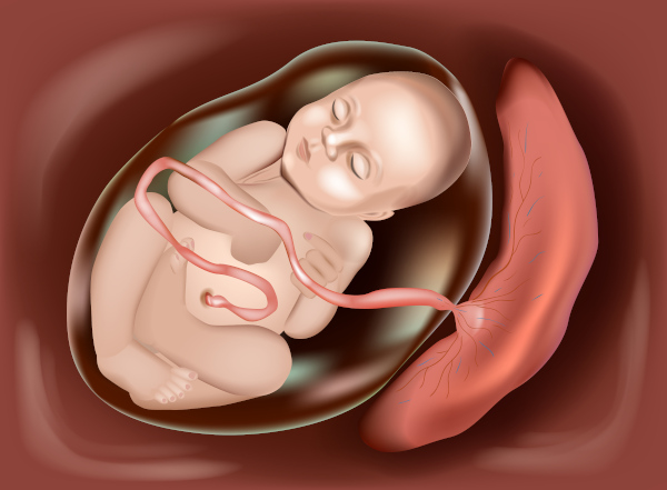 Bebê dentro de saco amniótico ligado à placenta por meio de cordão umbilical.