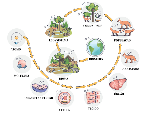 Diagrama dos níveis de organização em Biologia.