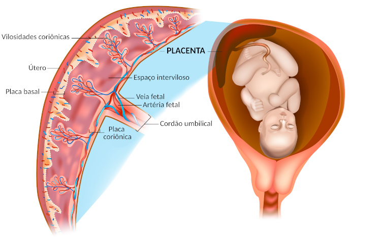 Ilustração de um corte da placenta.