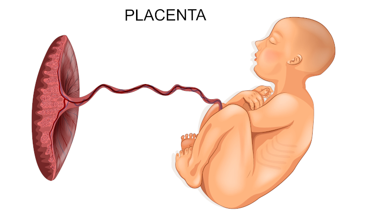  Ilustração de feto ligado pelo cordão umbilical à placenta.