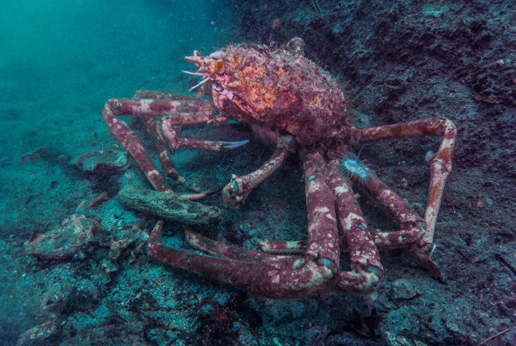 Macrocheira kaempferi, um crustáceo de grande tamanho.