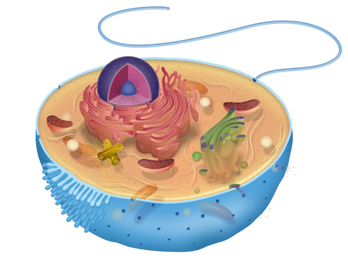 Esquema ilustrativo de uma célula animal, representando um dos níveis de organização em Biologia.