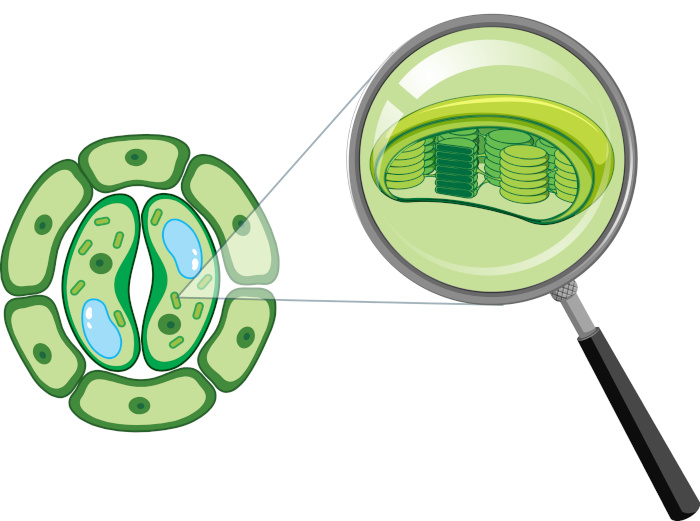 Ilustração de um cloroplasto, um tipo de organela, representando um dos níveis de organização em Biologia.