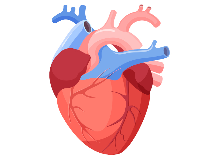 Coração humano representando um órgão, que é um dos níveis de organização em Biologia.