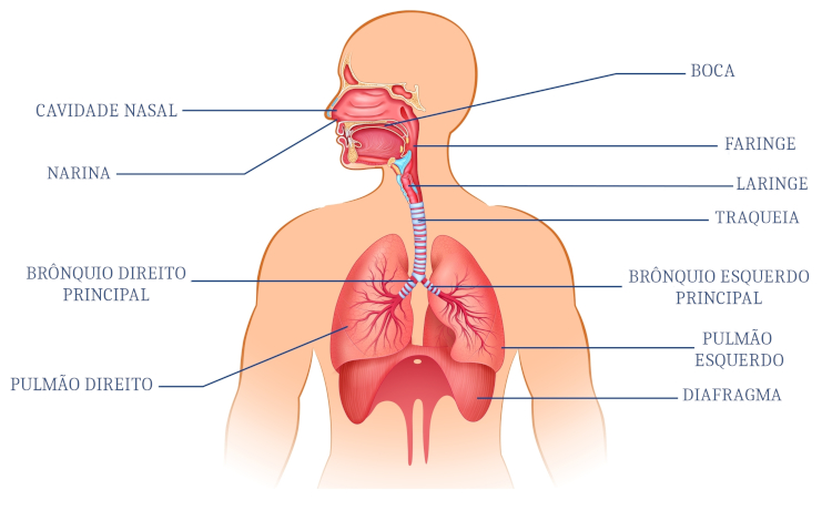 Sistema respiratório representando um dos níveis de organização em Biologia.
