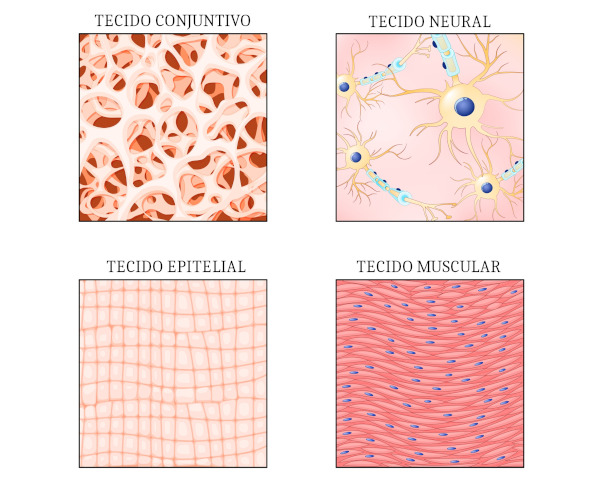 Tipos de tecidos em animais, representando um dos níveis de organização em Biologia.