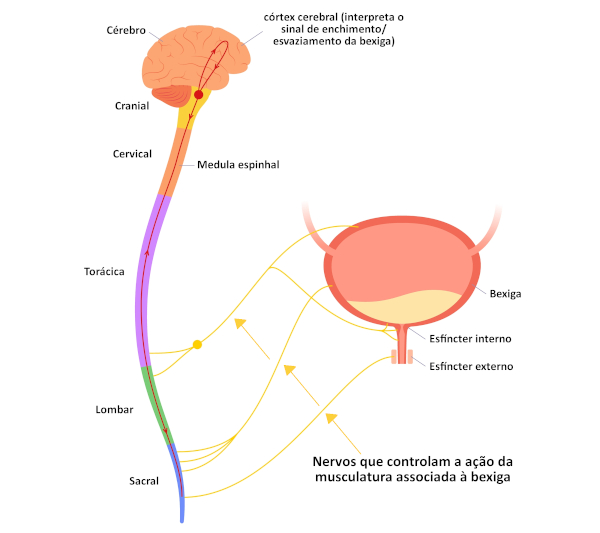 Ilustração mostrando o controle neural da micção, a forma como o cérebro influencia na eliminação da urina através da bexiga.