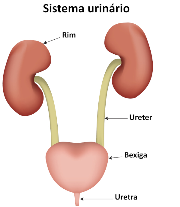  Ilustração da anatomia do sistema urinário, mostrando os rins, os ureteres, a bexiga e a uretra.