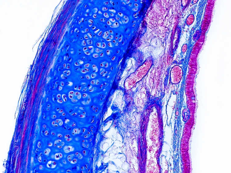 Corte de um tecido da traqueia em um microscópico.