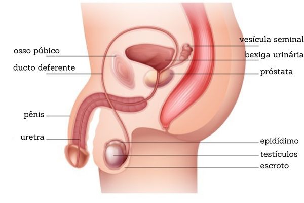 Ilustração mostrando o sistema reprodutor masculino (ou sistema genital masculino).