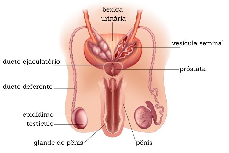 Ilustração mostrando os órgãos internos e externos do sistema reprodutor masculino.