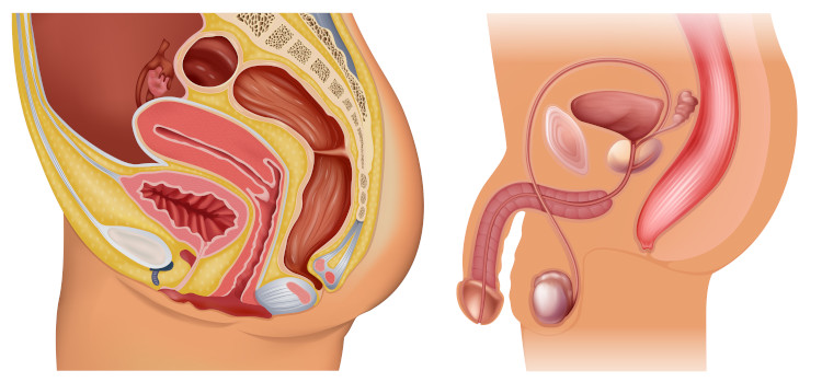Ilustração mostrando o sistema reprodutor feminino e o sistema reprodutor feminino.