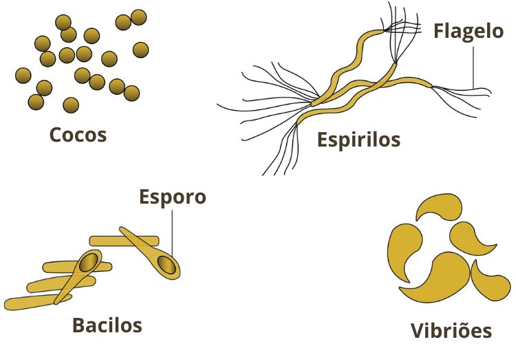 Ilustração dos tipos de bactérias, um dos seres vivos do Reino Monera.