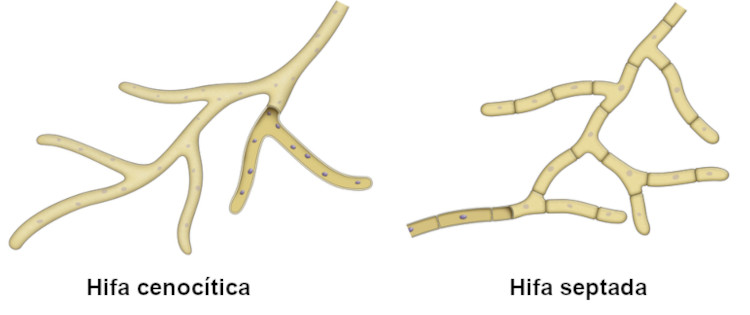 Esquema ilustrativo dos tipos de hifas presentes nos fungos.