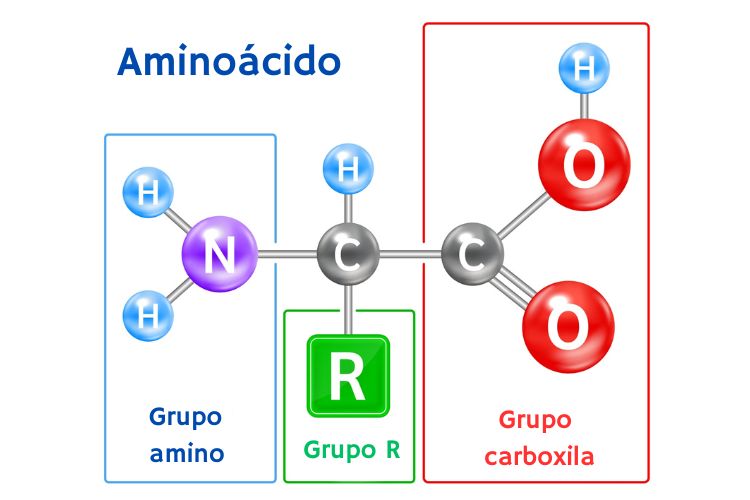 Ilustração mostrando as partes que formam os aminoácidos, as unidades formadoras das proteínas.