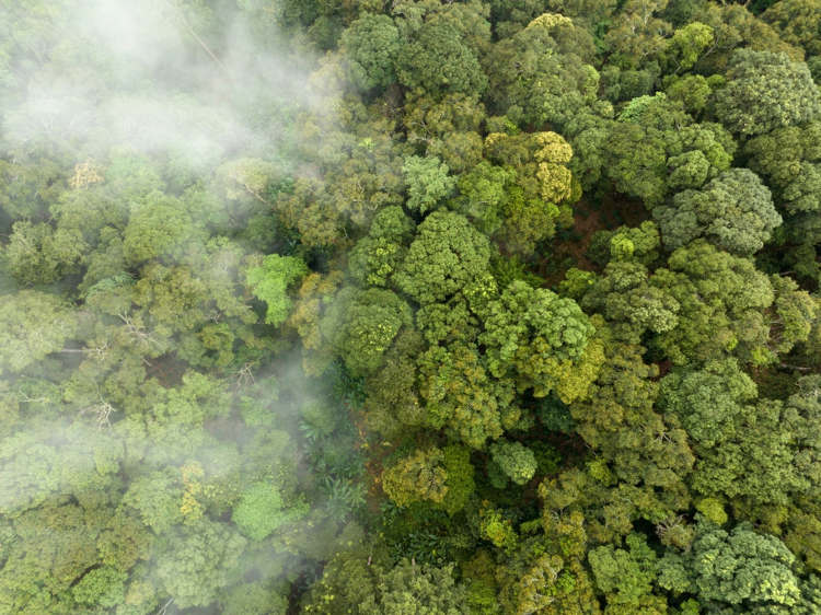 Área de vegetação preservada, situação que gera créditos de carbono.