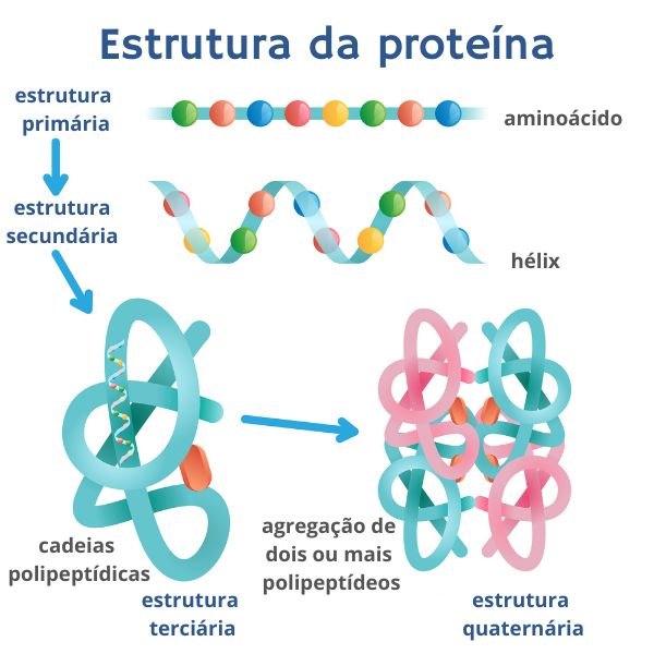 Ilustração mostrando a hierarquia que existe na estrutura das proteínas (primária, secundária, terciária e quaternária).