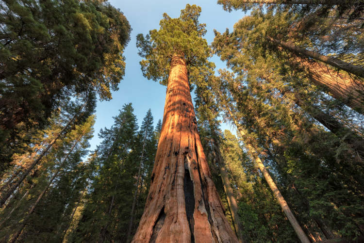 Sequoia, espécie do Reino Plantae.
