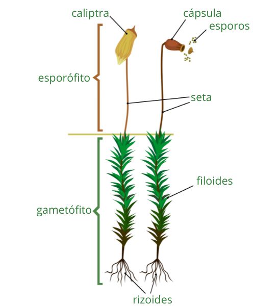Estruturas do gametófito e do esporófito em texto sobre Reino Plantae.