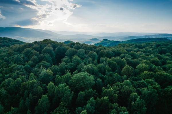 Vista aérea de área florestal.