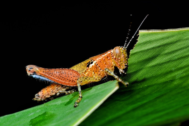 Gafanhoto, um dos diversos insetos que existem, comendo uma folha.