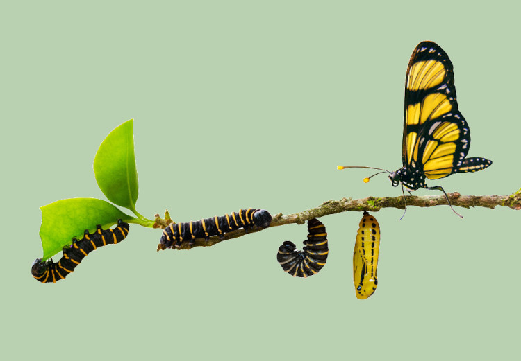 Metamorfose da borboleta, um dos diversos insetos que existem.