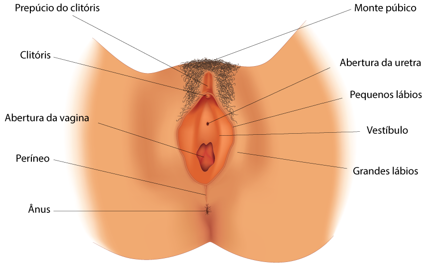  Ilustração mostrando os órgãos externos do sistema reprodutor feminino, que compõem a vulva.