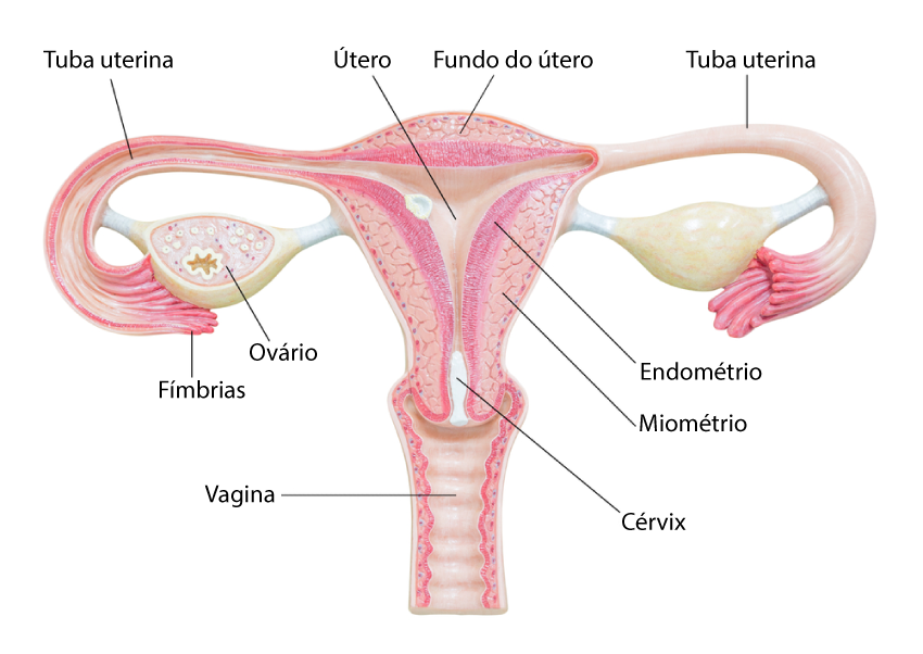 Ilustração mostrando os órgãos internos do sistema reprodutor feminino.