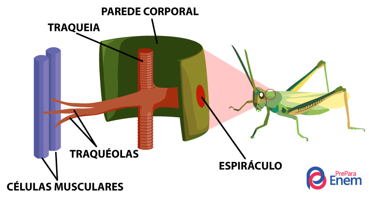 Esquema ilustrativo da traqueia dos artrópodes.