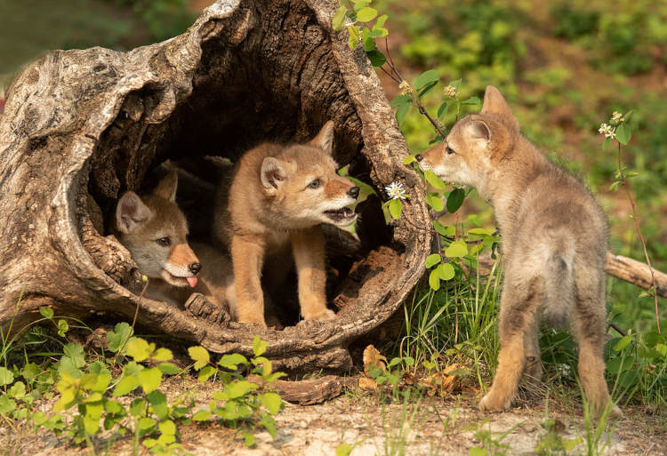 Em uma ninhada de coiotes, nascem, em média, seis filhotes.