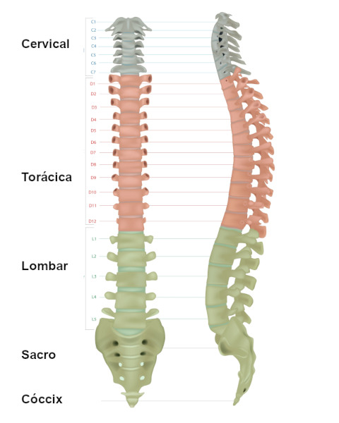 Nomes dos ossos que formam a coluna vertebral.